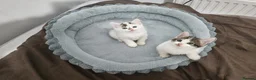 British Shorthair cats for sale: Adorable Boy & Girl Kittens Ready Soon in Manchester - Advert 1
