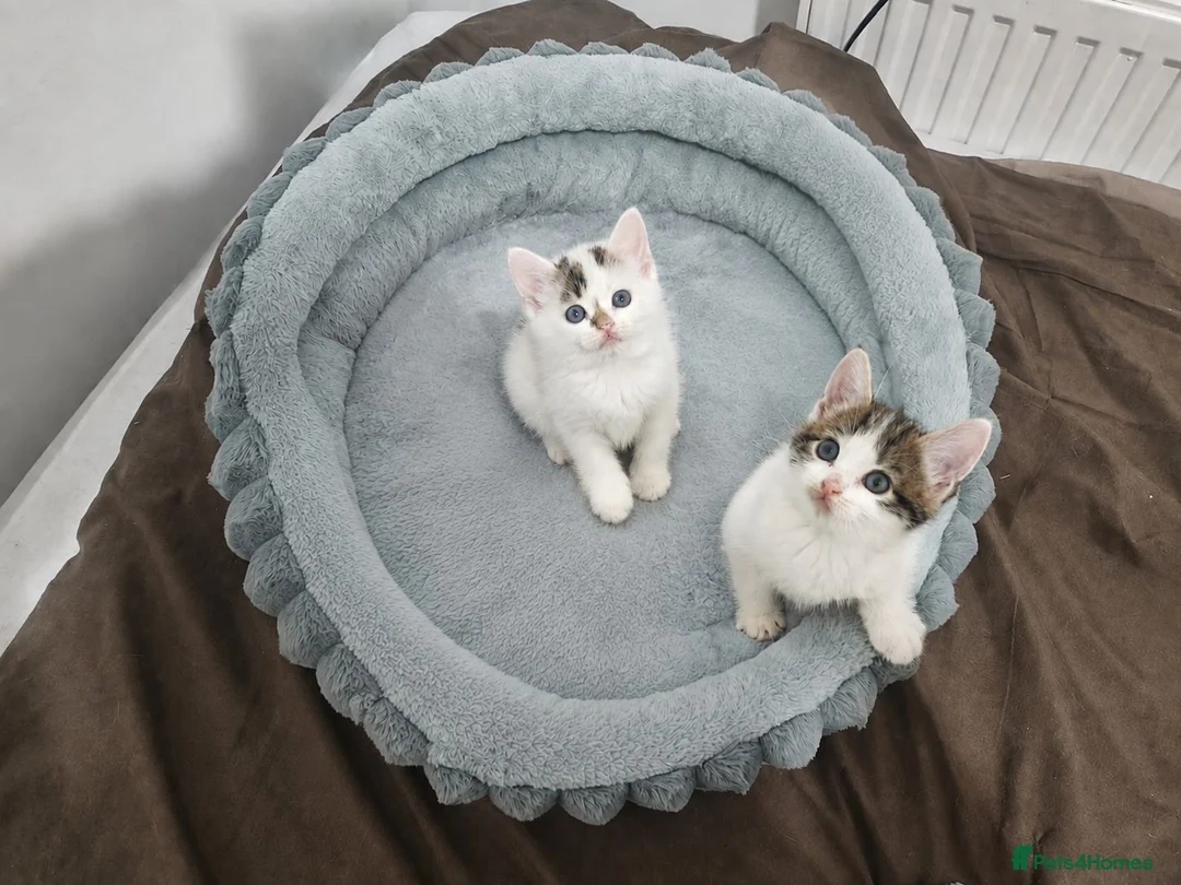 British Shorthair cats for sale: Adorable Boy & Girl Kittens Ready Soon in Manchester - Advert 1