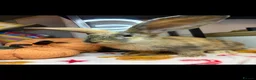 Continental Giant rabbits for sale: Stunning continental giant baby bunny rabbits - Advert 39