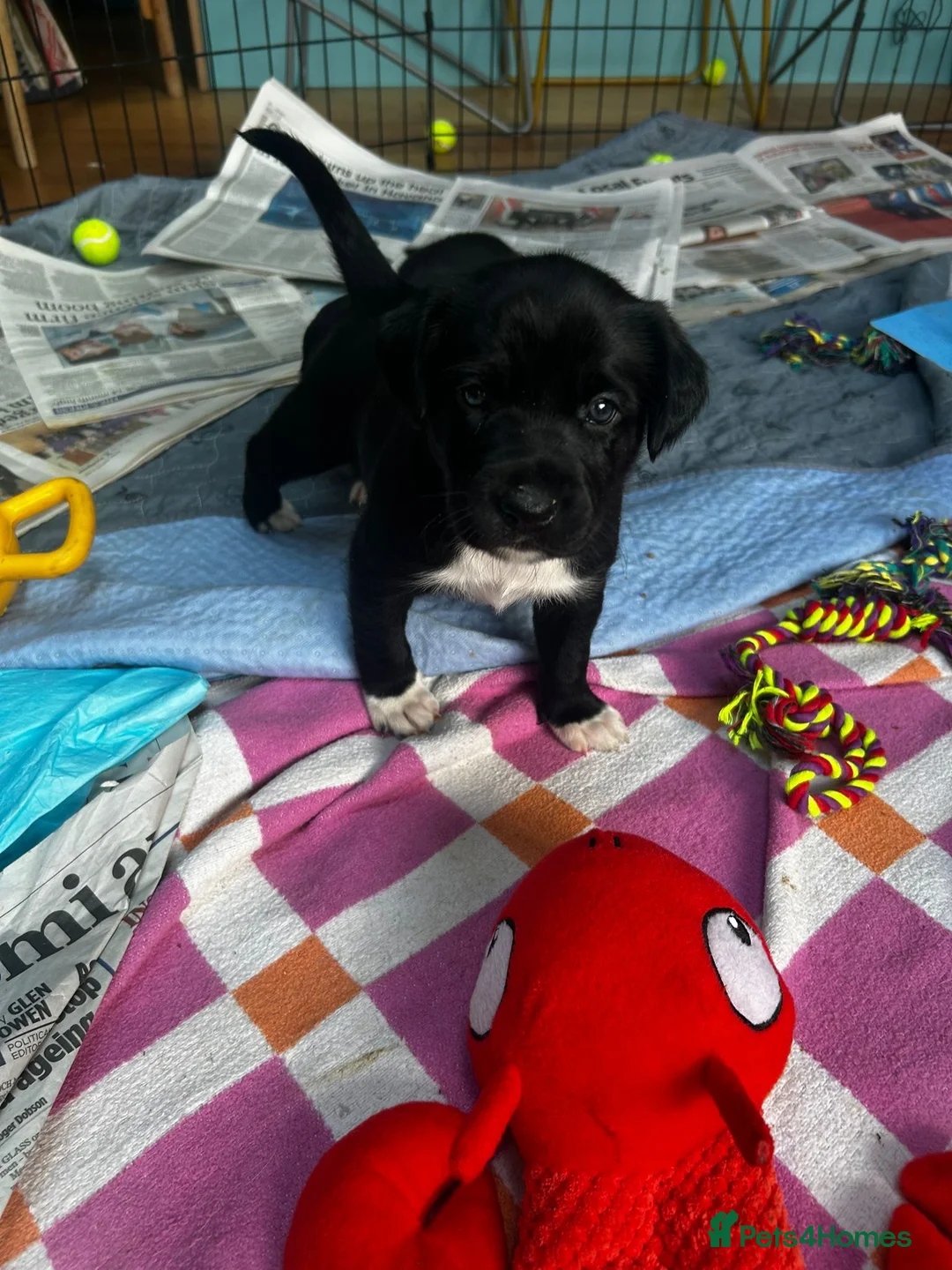 Borador dogs for sale: Borador Puppies  in York - Advert 9