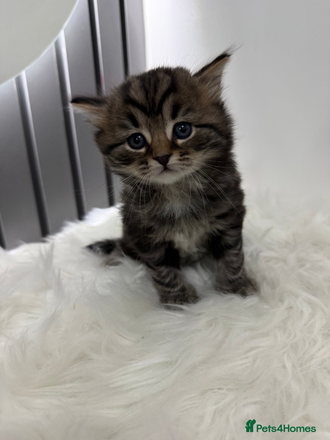 British Shorthair cats for sale: British short Hair  - Advert 10