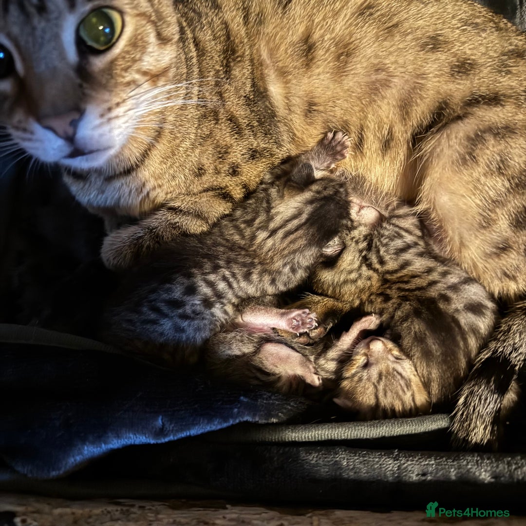 Savannah cats for sale: Only 1 girl savannah still available.  - Advert 2