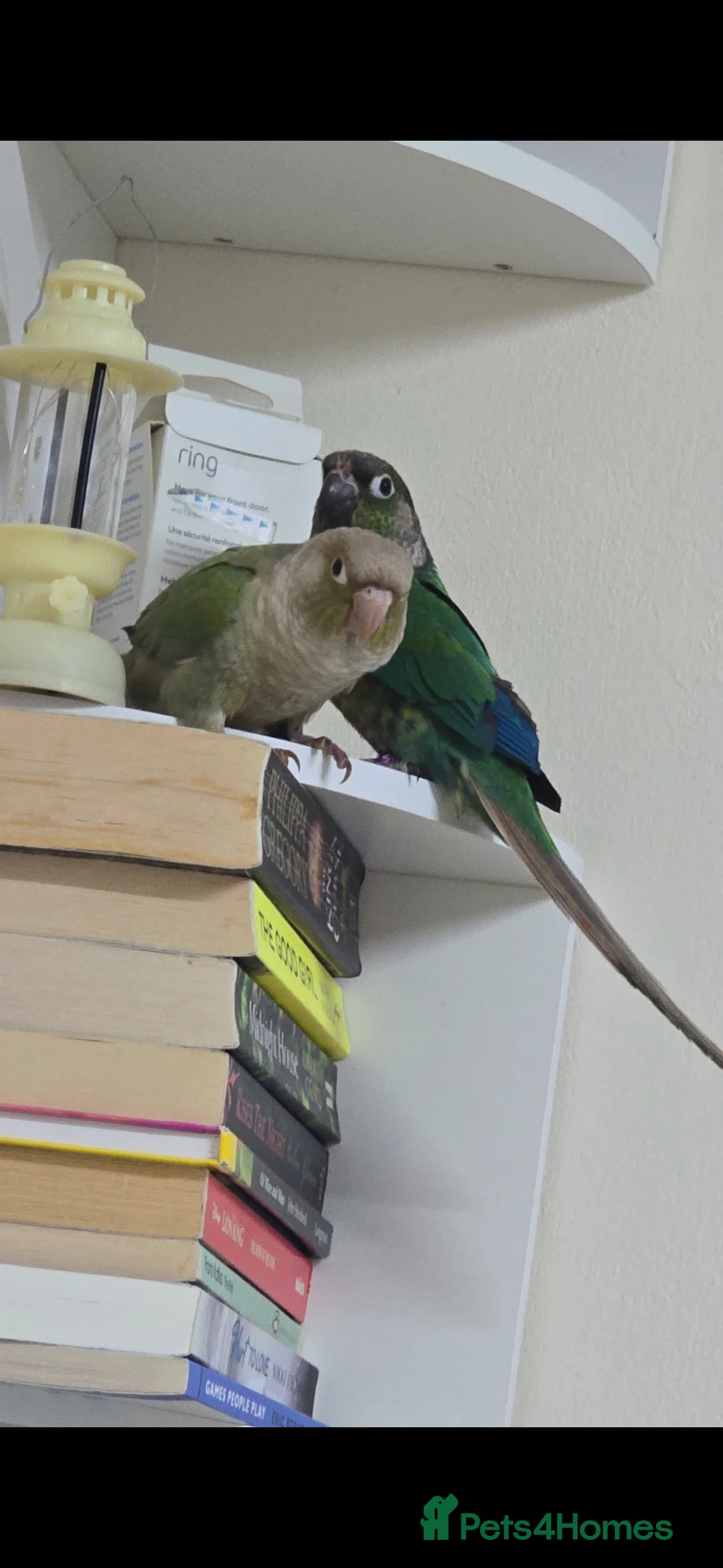 Conures birds for sale: conures  - Advert 1