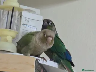 Conures birds conures - Advert 1