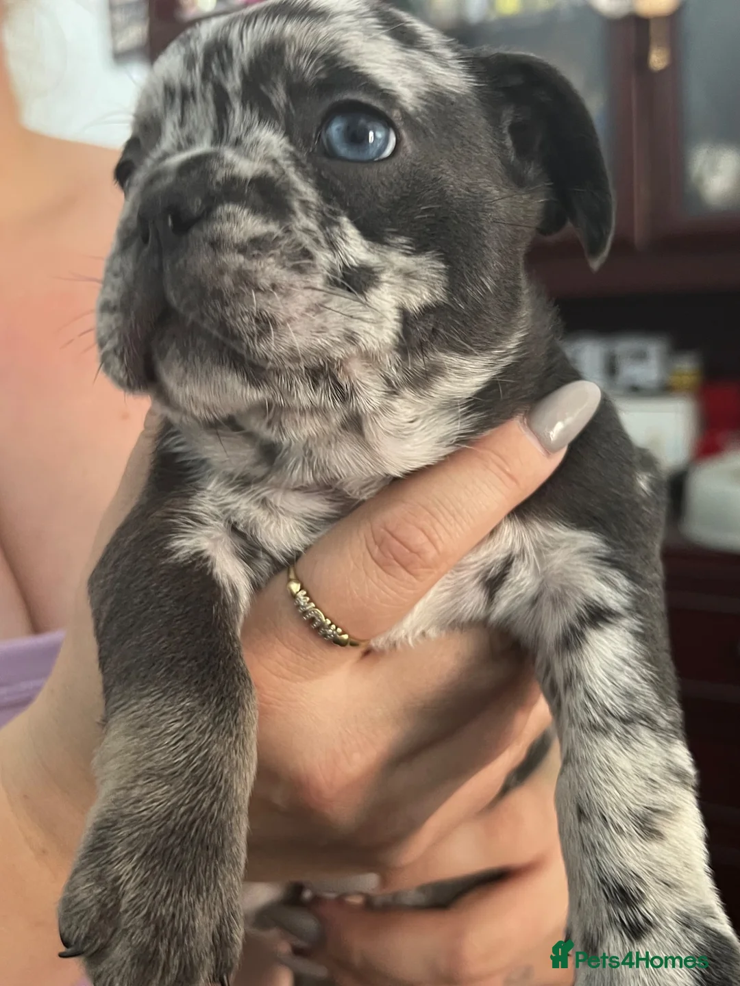 French Bulldog dogs for sale: All girls  - Advert 9