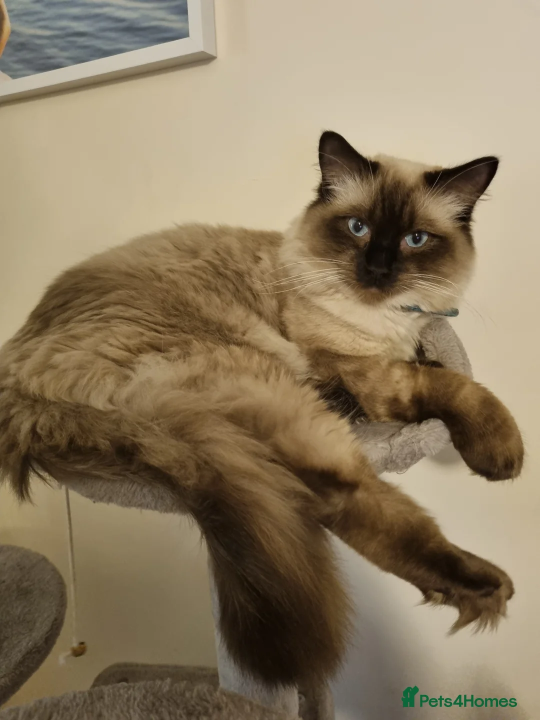 Ragdoll cats for stud: Seal Colour Point Stud Active in Trowbridge - Advert 2