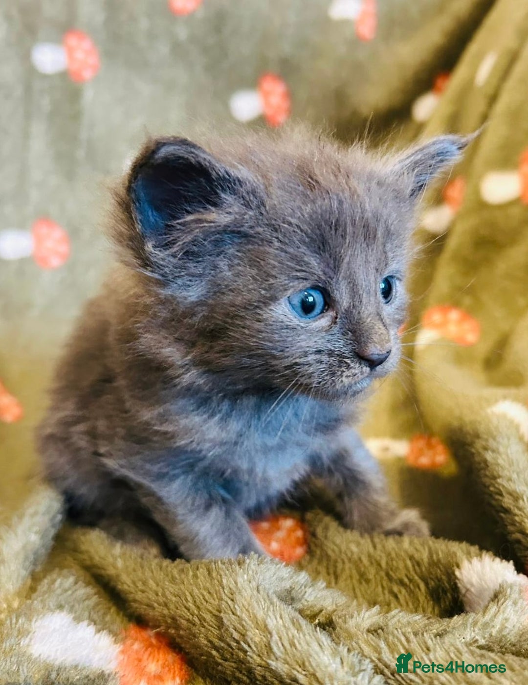 Maine Coon cats for sale: Halloween babies 🎃🐈‍⬛ 2 girls left - Advert 12