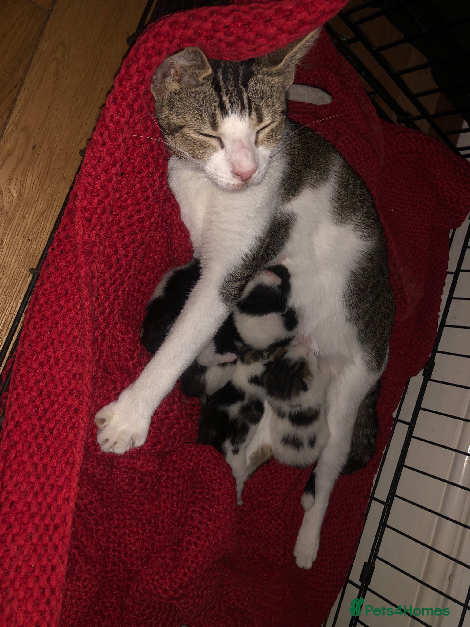Mixed Breed cats for sale: Kitten male 2weeks ready to go in beginning of Sep - Advert 2