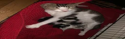 Mixed Breed cats for sale: Kitten male 2weeks ready to go in beginning of Sep - Advert 1