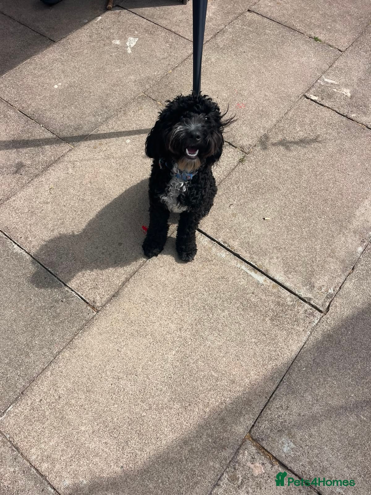 Cockapoo dogs Rocco - Advert 2