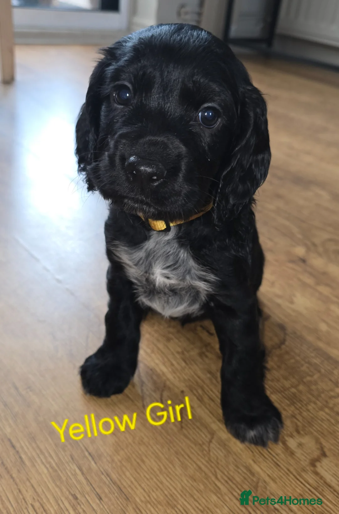 Cocker Spaniel dogs for sale: Gorgeous Cocker Spaniel Girl Puppies in Skelmersdale - Advert 1