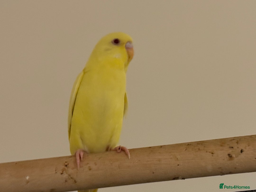 Budgerigars birds for sale: Budgie yellow Latino female semi tamed   - Advert 3