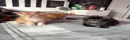 Maine Coon cats for sale: BEAUTIFUL MAINE COON KITTENS LOOKING FOR NEW HOME - Advert 19