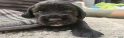 Sprocker dogs for sale: Beautiful, healthy Spaniel puppies. in Dover - Advert 32