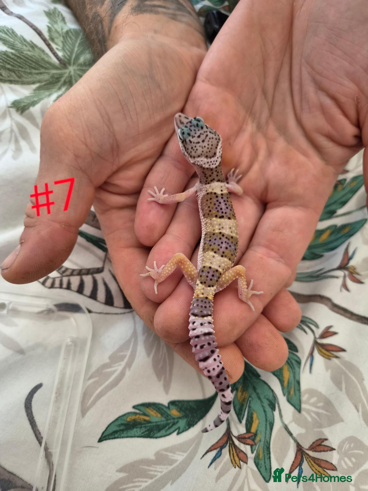 Leopard Gecko reptiles Leopard geckos available  - Advert 15