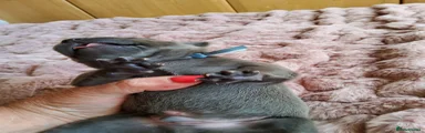 Staffordshire Bull Terrier 2