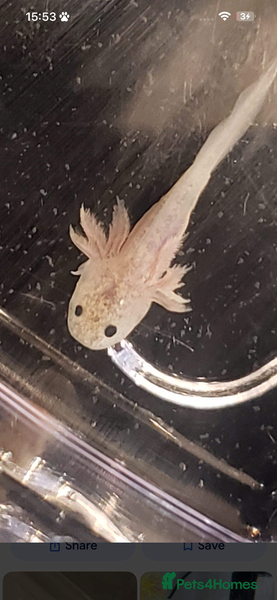 Axolotl reptiles Baby Colette wild colour 5cm - Advert 2