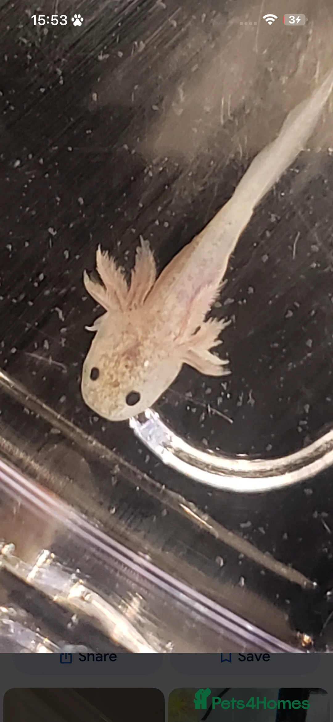 Axolotl reptiles for sale: Baby Colette wild colour 5cm - Advert 1