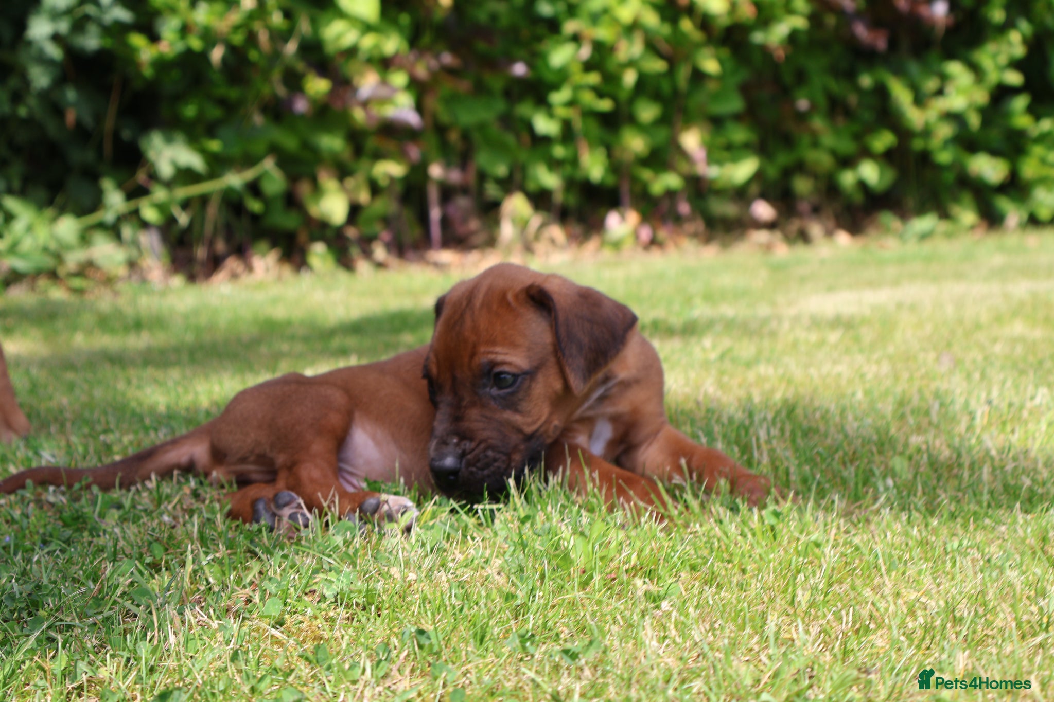 Rhodesian Ridgeback dogs OUR GENUINE AFRICAN KC IMPORTED RHODESIAN'S - Advert 1