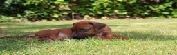 Rhodesian Ridgeback dogs for sale: !!KC CHAMPION AFRICAN RHODESIAN RIDGEBACK!! in Doncaster - Advert 3