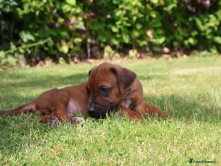 Rhodesian Ridgeback dogs OUR GENUINE AFRICAN KC IMPORTED RHODESIAN'S - Advert 1