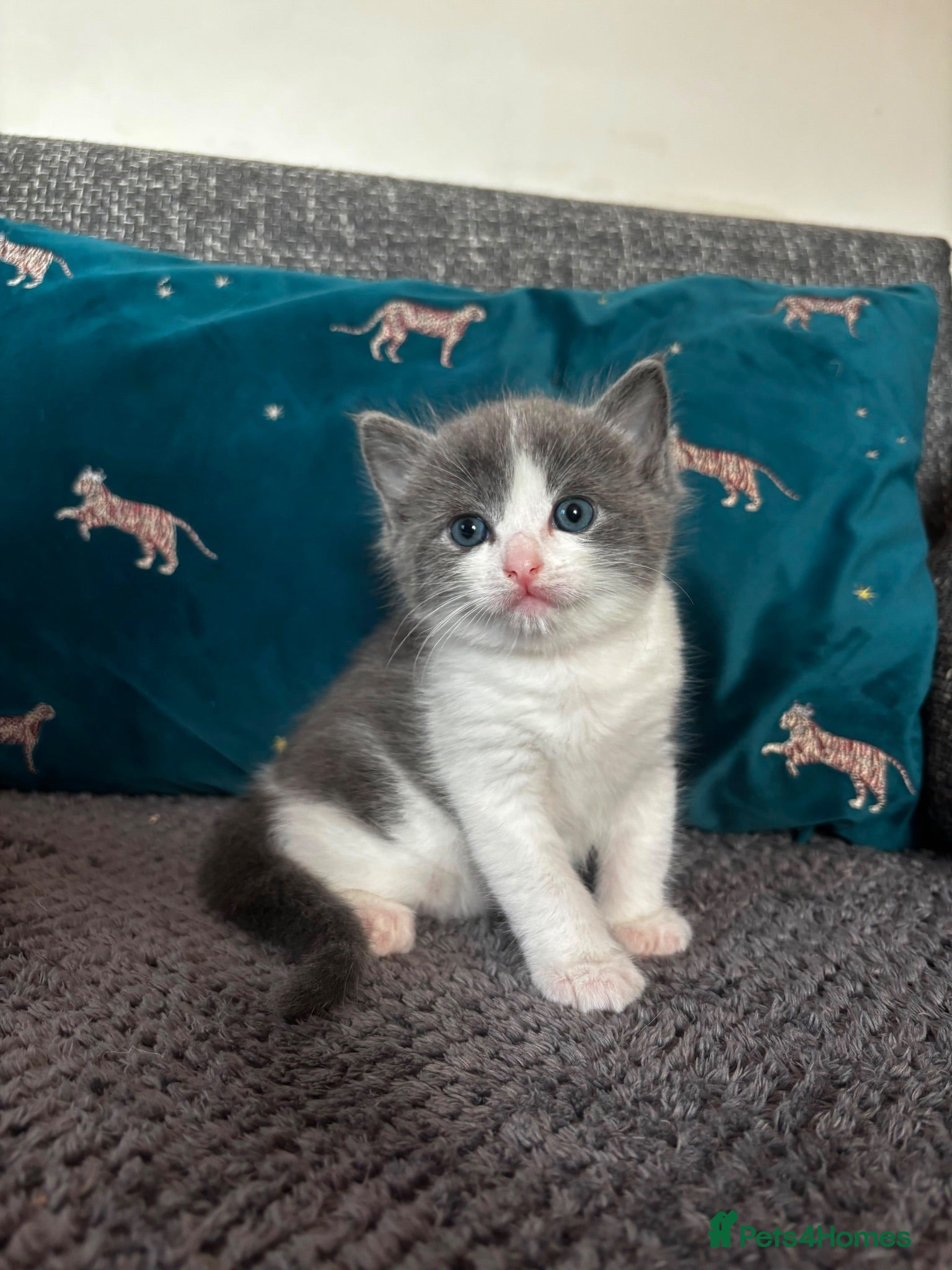 British Shorthair cats Ragdoll x Tabby Grey Adorable Kittens  - Advert 2