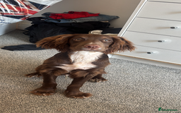 Cocker Spaniel dogs for sale: Ralph Cocker Spaniel 8 Months old - Image 1