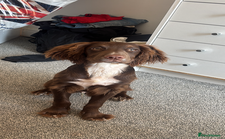 Cocker Spaniel dogs - Advert 1