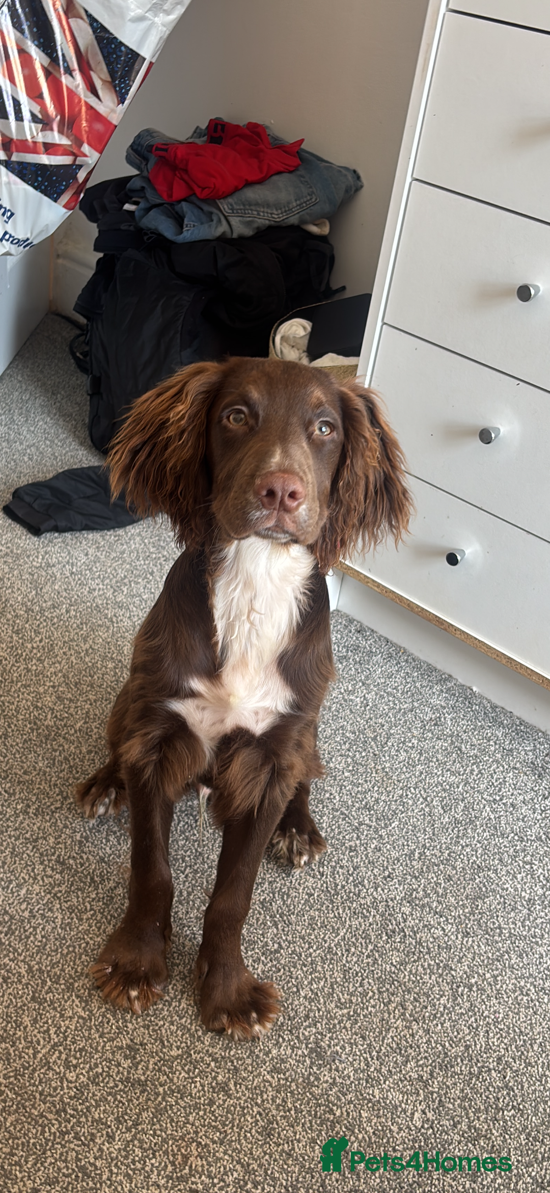 Cocker Spaniel dogs for sale: Ralph Cocker Spaniel 8 Months old - Image 1