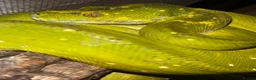Python Snake reptiles for sale: Male Biak locality Green Tree Python Indo Import - Advert 3