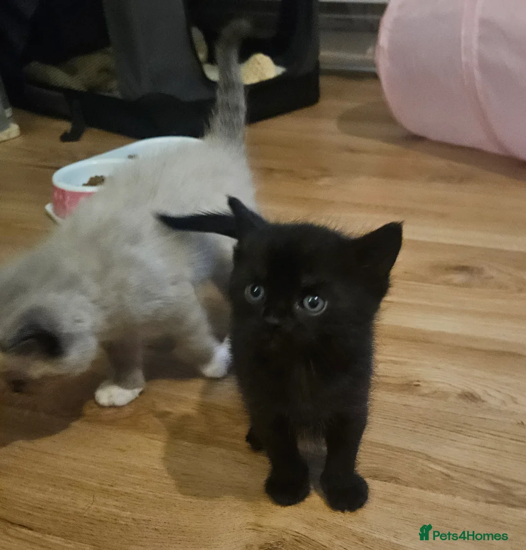 Mixed Breed cats for sale: 5 beautiful kittens available - Advert 6