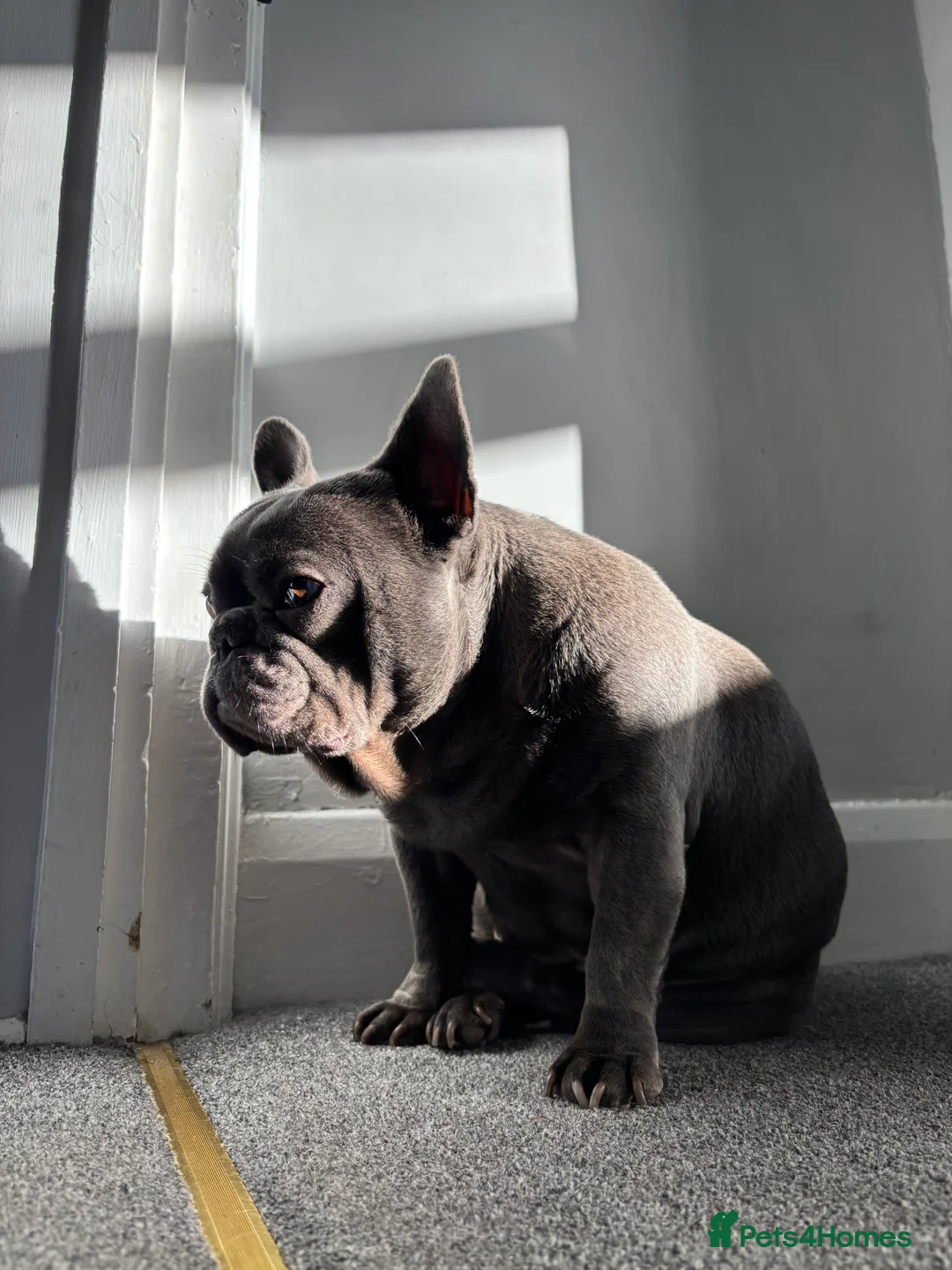 French Bulldog dogs for sale: Winnie, looking for her forever home - Advert 2
