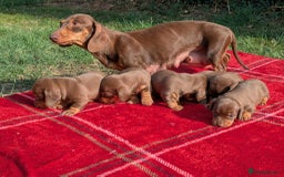 Miniature Dachshund dogs for sale: 5 beautiful chocolate and tan miniature dachshunds - Image 3