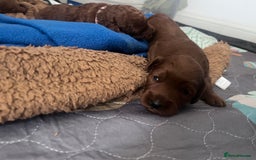 Cockapoo dogs for sale: Red Cockapoo 🐶 F1B looking for loving home 🥰 in London - Image 30