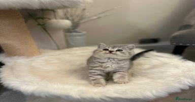 British Shorthair cats - Advert 7