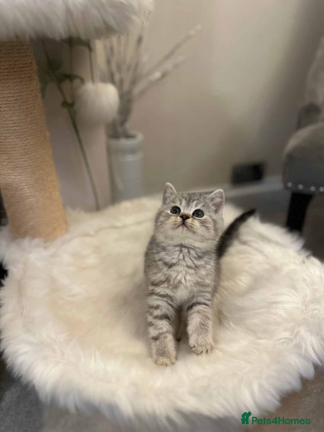 British Shorthair cats for sale: Silver Spotted Full Pedigree Registered BSH - Image 3