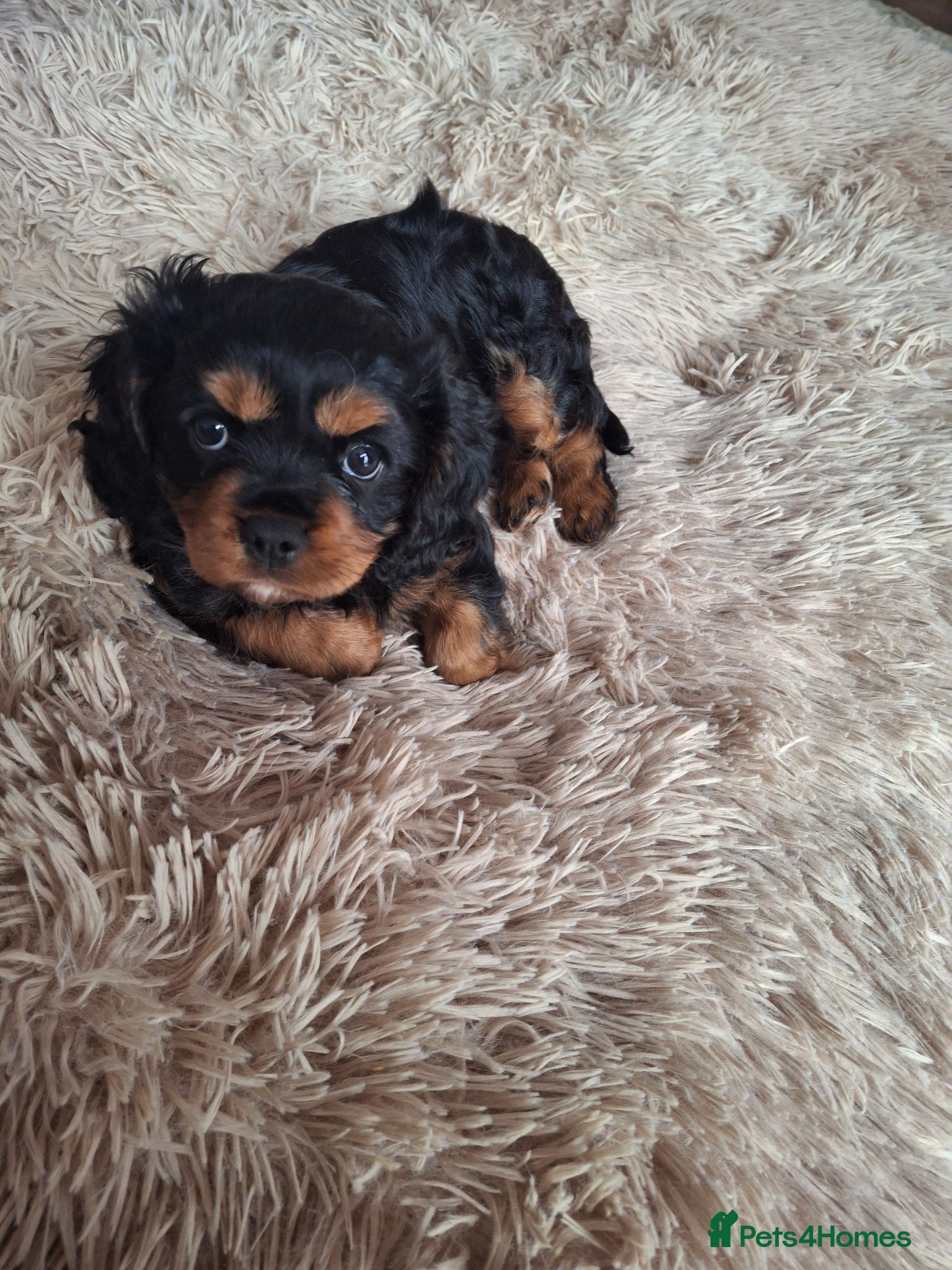 Cavalier King Charles Spaniel dogs  Cavalier King Charles Spaniel - Advert 2