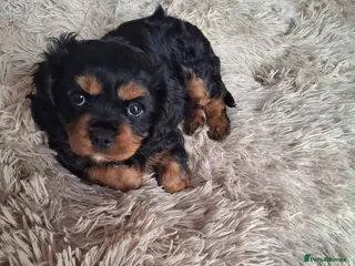 Cavalier King Charles Spaniel dogs Cavalier King Charles Spaniel - Advert 2