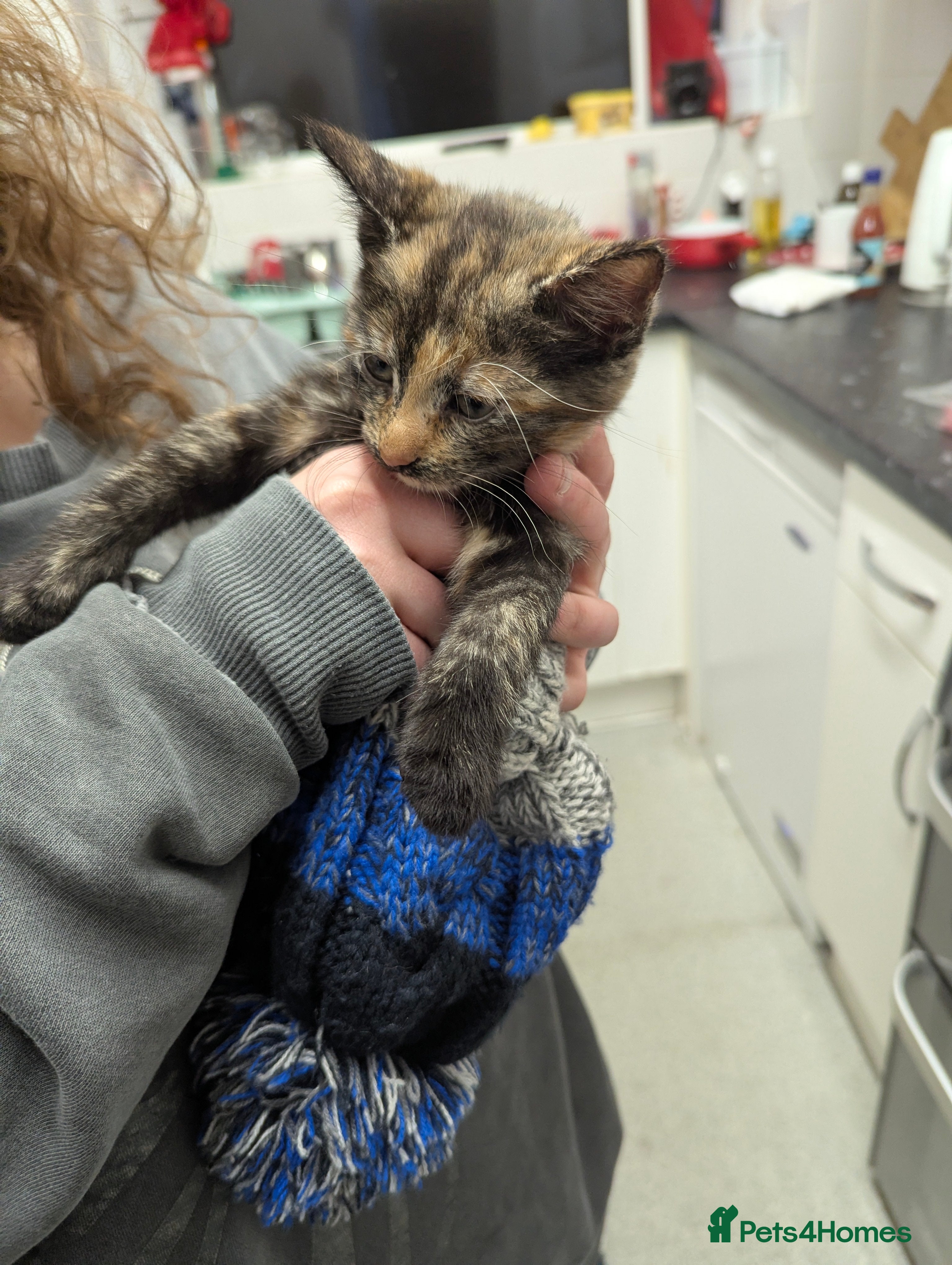 Maine Coon cats Mainecoon mix  - Advert 16