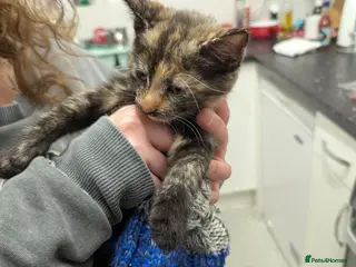 Maine Coon cats Mainecoon mix - Advert 16