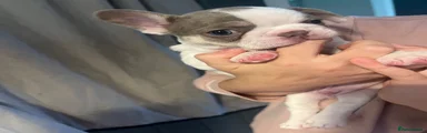 Marshmallow 