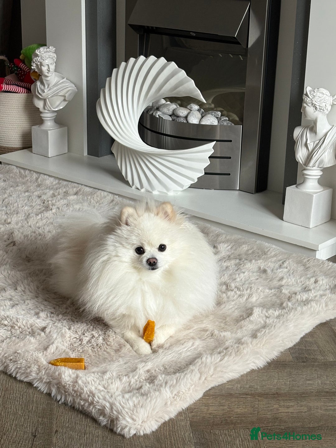 Pomeranian dogs for stud: KC King Loki Pomeranian stud  - Image 3