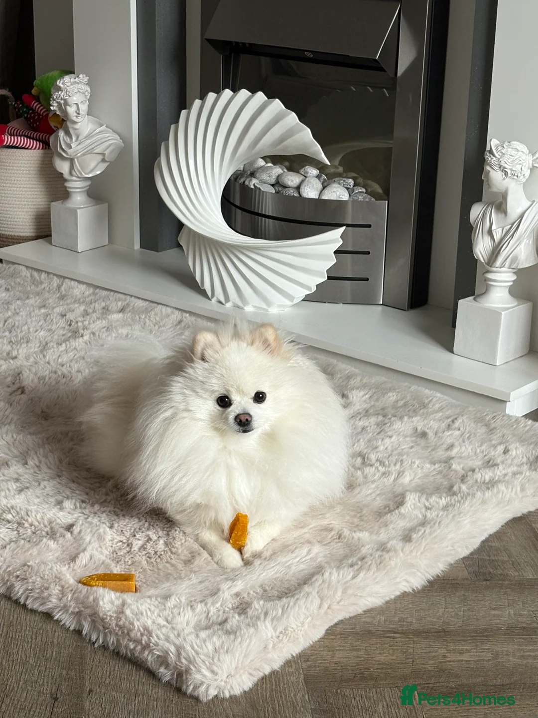 Pomeranian dogs for stud: KC King Loki Pomeranian stud  - Advert 3