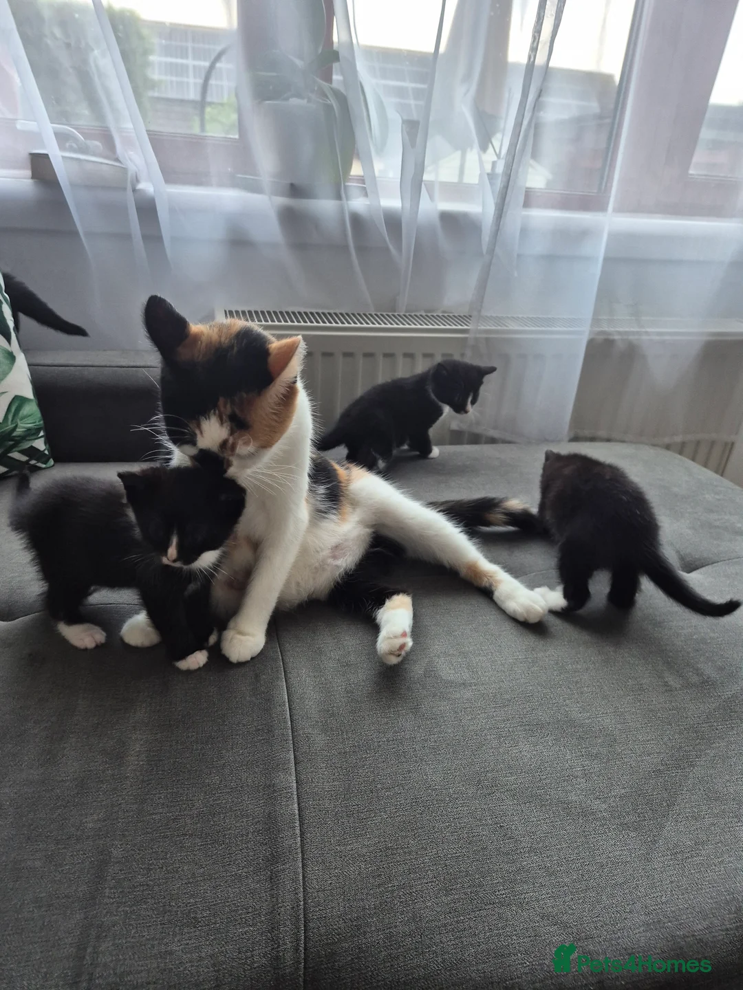 European cats for sale: 🐾AdorableKitten's BoysGirls LookingforLovingHomes - Advert 12