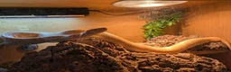Python Snake reptiles for sale: Yellow Royal (Ball) Python with set up in Birmingham - Advert 2