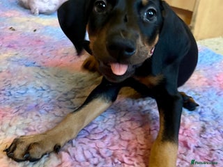 Dobermann dogs KC health tested Doberman puppies - Advert 8