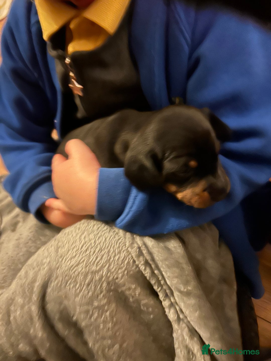 Miniature Dachshund dogs for sale: miniature dash hounds - Advert 14