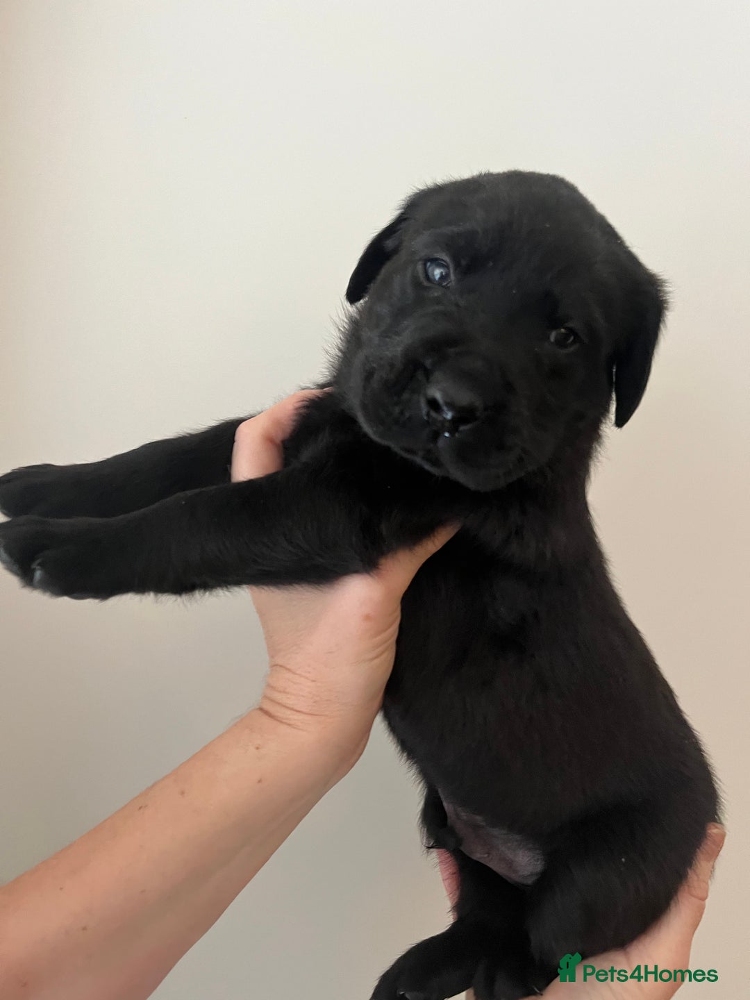 Mixed Breed dogs for sale: 11 Fabulous LABROTTIES - Advert 5