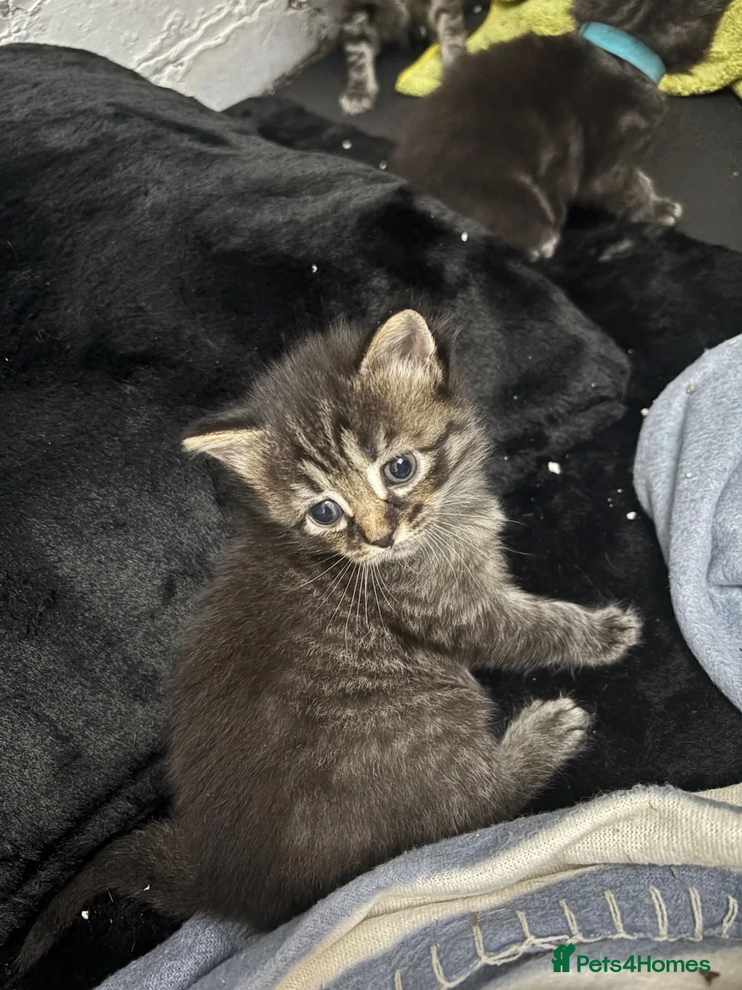 Mixed Breed cats for sale: Kittens available  in Preston - Advert 2