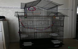 Budgerigars birds for sale: 2 budgies and cage - Image 3